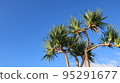 A blue sky palm tree 95291677