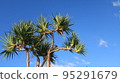 A blue sky palm tree 95291679