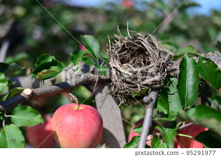 蘋果和燕窩 蘋果和燕窩 95291977