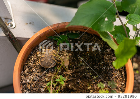 赫爾曼龜寶寶 赫爾曼龜寶寶 95291980