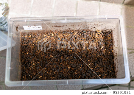 甲蟲繁殖墊交換大力士甲蟲 甲蟲繁殖墊交換大力士甲蟲 95291981