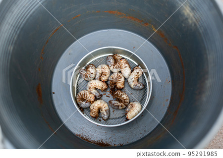 Beetle breeding Mat exchange Hercules beetle Beetle breeding Mat exchange Hercules beetle 95291985