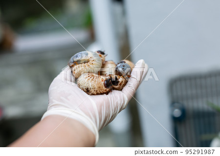 Beetle breeding Mat exchange Hercules beetle 95291987
