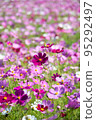 Cosmos of Miyanomae Park, Kochi Prefecture 95292497