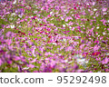 Cosmos of Miyanomae Park, Kochi Prefecture 95292498