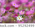 Cosmos of Miyanomae Park, Kochi Prefecture 95292499