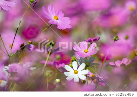 Cosmos of Miyanomae Park, Kochi Prefecture 95292499