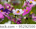 Cosmos of Miyanomae Park, Kochi Prefecture 95292500