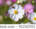 Cosmos of Miyanomae Park, Kochi Prefecture 95292501