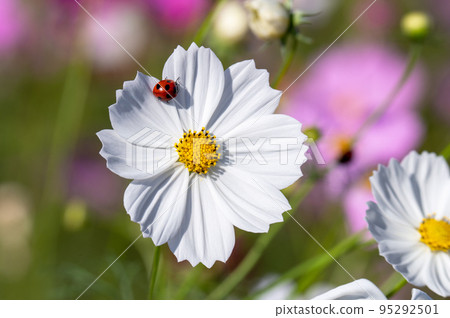 Cosmos of Miyanomae Park, Kochi Prefecture 95292501