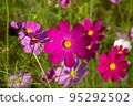 Cosmos of Miyanomae Park, Kochi Prefecture 95292502