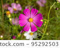 Cosmos of Miyanomae Park, Kochi Prefecture 95292503