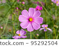 Cosmos of Miyanomae Park, Kochi Prefecture 95292504
