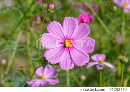 Cosmos of Miyanomae Park, Kochi Prefecture 95292504