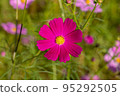 Cosmos of Miyanomae Park, Kochi Prefecture 95292505
