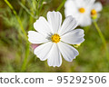 Cosmos of Miyanomae Park, Kochi Prefecture 95292506