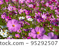 Cosmos of Miyanomae Park, Kochi Prefecture 95292507