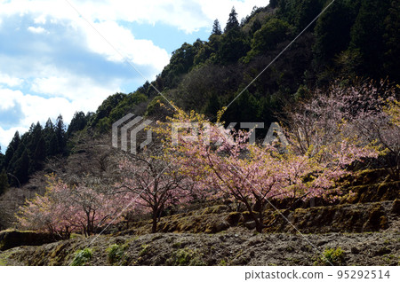 日本鄉村，春天的風景 95292514