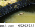 海狸鼠在公園池塘里游泳 95292522