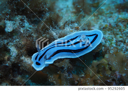 Sea slug Okinawa sea underwater photo 95292605