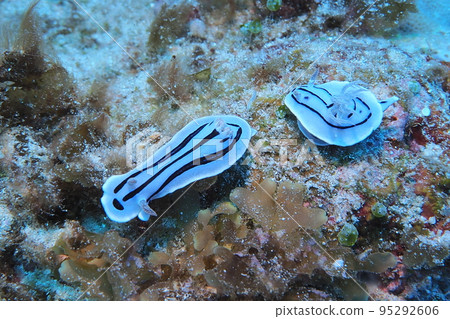 Sea slug mating Okinawa sea underwater photo 95292606