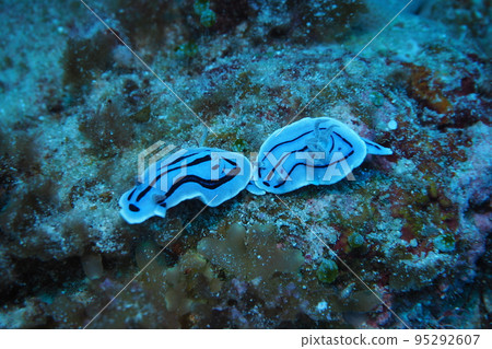 Sea slug mating Okinawa sea underwater photo 95292607