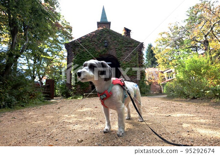 混合的狗 95292674