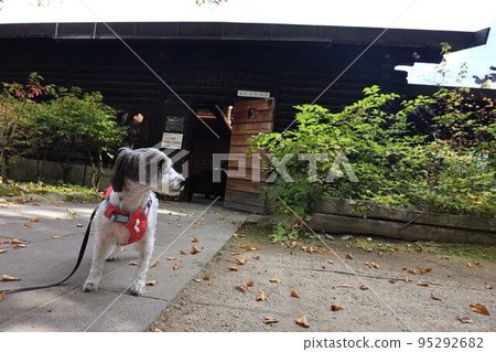 混合的狗 95292682