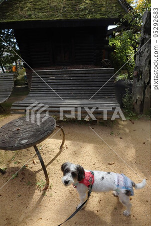 混合的狗 95292683