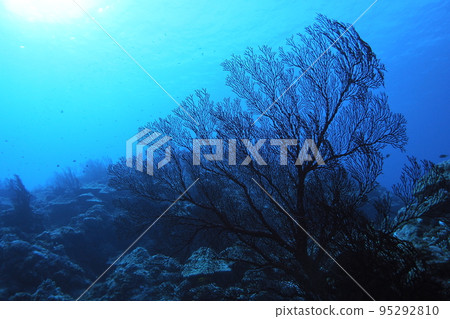 磯花和太陽沖繩海水下照片 95292810