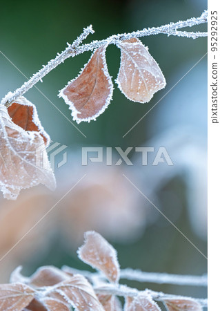 Frost (Hiruzen Plateau) 95292925