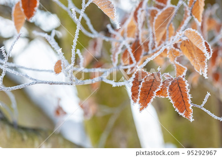 霜（Hiruzen高原） 95292967