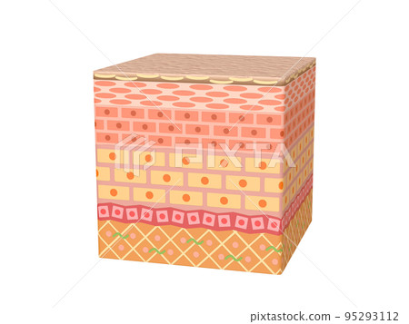 皮膚皮膚表皮皮膚人體結構 95293112