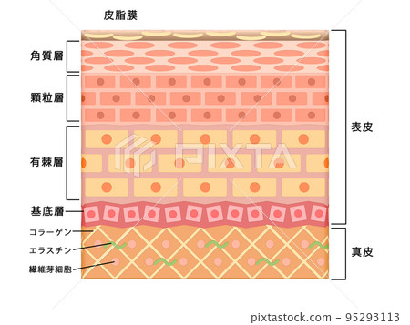 皮膚皮膚表皮皮膚人體結構 95293113