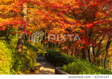 Autumn in Kyoto Saga-Arashiyama World Heritage Tenryu-ji Temple with autumn leaves Bokyo-no-Oka 95293147