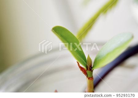 Sideways photo of a bottle aquarium planted with mangrove manhirugi and manhirugi (2) 95293170