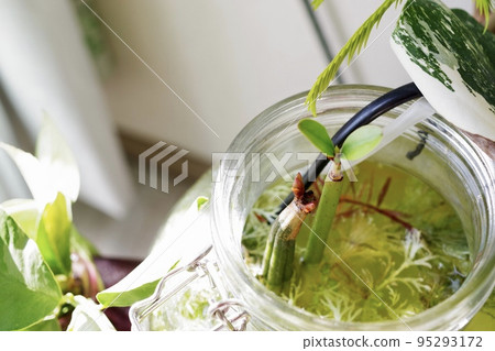 橫向照片④ 95293172