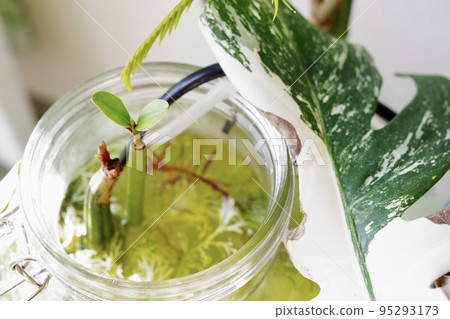 種植紅樹林萬壽菊和大壽菊的瓶形水族箱的側面照片⑤ 95293173