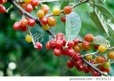 autumn fruit 95293217