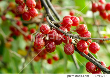 秋季水果 95293218