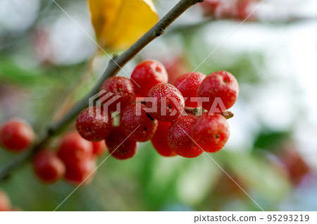 秋季水果 95293219