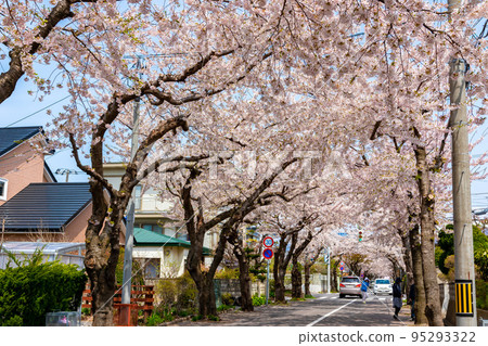 Cherry blossom trees in full bloom and clear blue sky in Hakodate, Hokkaido in spring 95293322