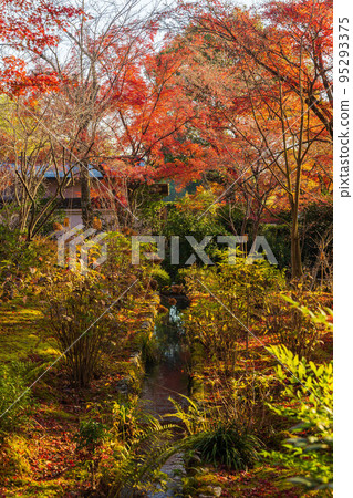Autumn in Saga-Arashiyama, Kyoto World Heritage Tenryu-ji Temple with colored leaves Autumn in Saga-Arashiyama, Kyoto World Heritage Tenryu-ji Temple with colored leaves 95293375