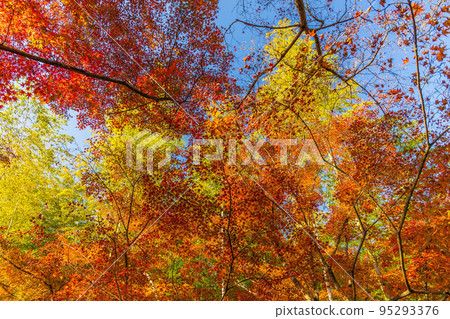Autumn in Saga-Arashiyama, Kyoto World Heritage Tenryu-ji Temple with colored leaves Autumn in Saga-Arashiyama, Kyoto World Heritage Tenryu-ji Temple with colored leaves 95293376