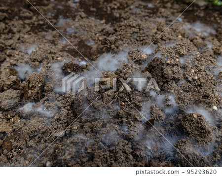 土壤黴菌 95293620