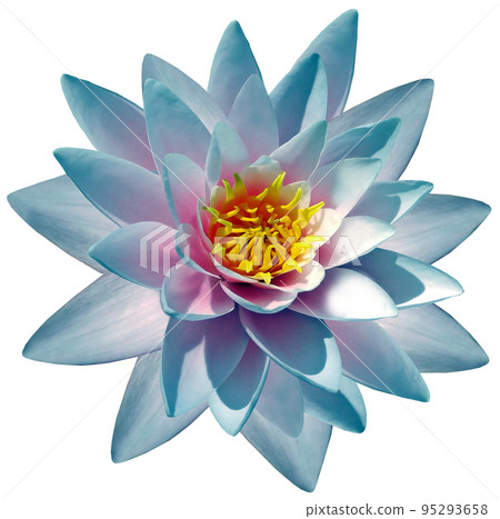 Blue flower lotus on a white isolated background with clipping path. For design.  Closeup.  Nature. 95293658