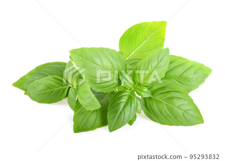 Basil leaves isolated on white background. Basil herb 95293832