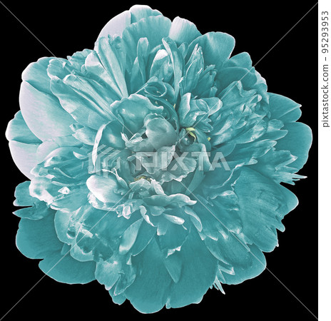 Turquoise   peony flower on black isolated background with clipping path.  For design.  Closeup. 95293953