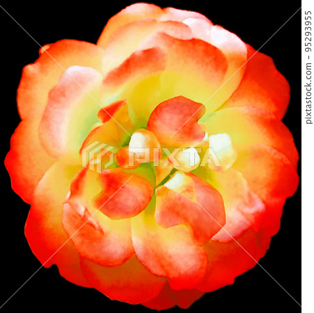 Watercolor  red-yellow  rose flower  on black isolated background. Closeup. For design. Nature. 95293955