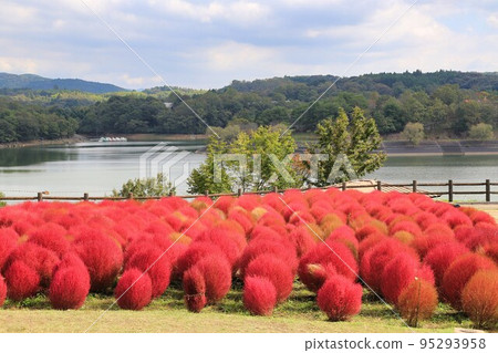 大分農業公園地膚（大分縣） 95293958
